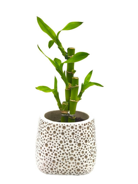 Lucky Bamboo Τυχερό Μπαμπού Γλαστράκι