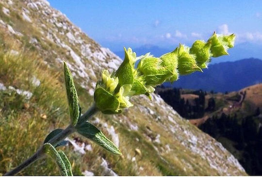 Mountain Tea Sideritis Volos 500 Gr
