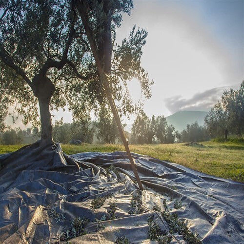 Rigas Olive Segel 5x10m Dichte 100gr/m²