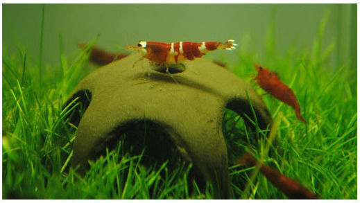 Aqua Nova Aqua Nova Decorated Ceramic Nano Shrimp 50mm
