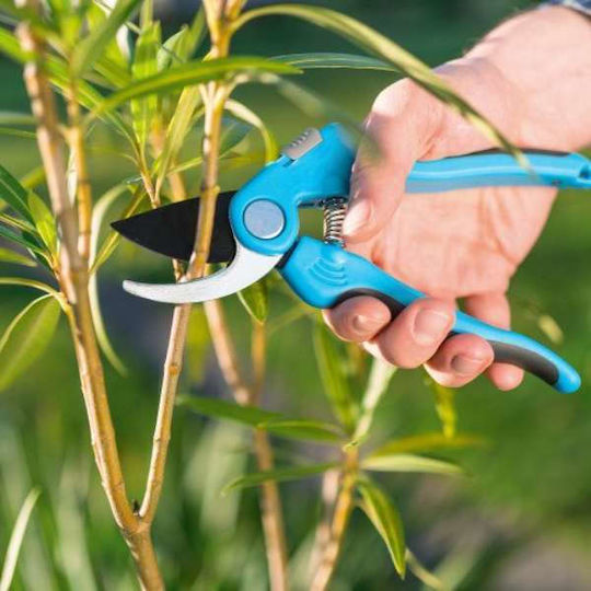 Pruning Shears Length 18cm