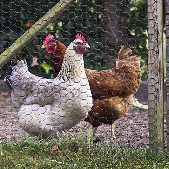 Strend Pro Wire Fencing with PVC Coating Green 1m