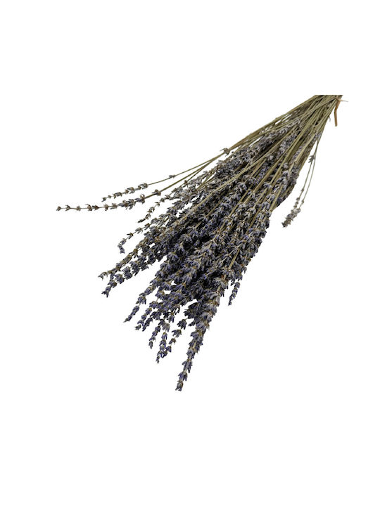 Dried Plant Lavender 1pcs