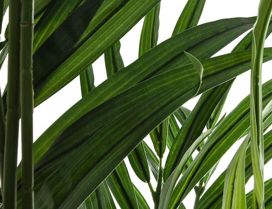 Areca-Palme in Topfpflanze 235cm Atmosphera