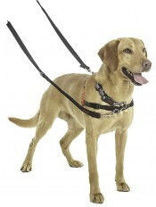 Halti Training Lead Educational Guide 2m Black 1.5cm