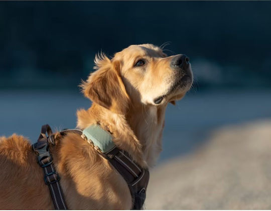 Tractive DOG XL Dog Fence Shock Collar