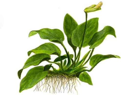 Tropica Anubias Barteri Nana 1-2-grow! Живо Аквариумно Растение