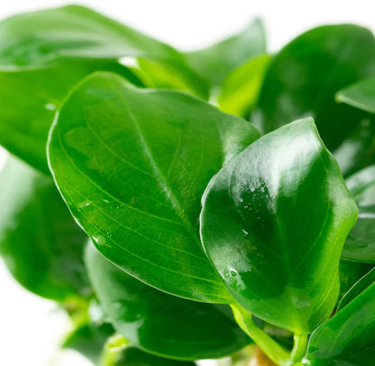 Tropica Anubias Barteri Nana 1-2-grow! Живо Аквариумно Растение
