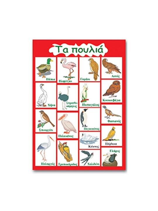 Next Educational Kids Poster Birds 50x70cm 3 pcs