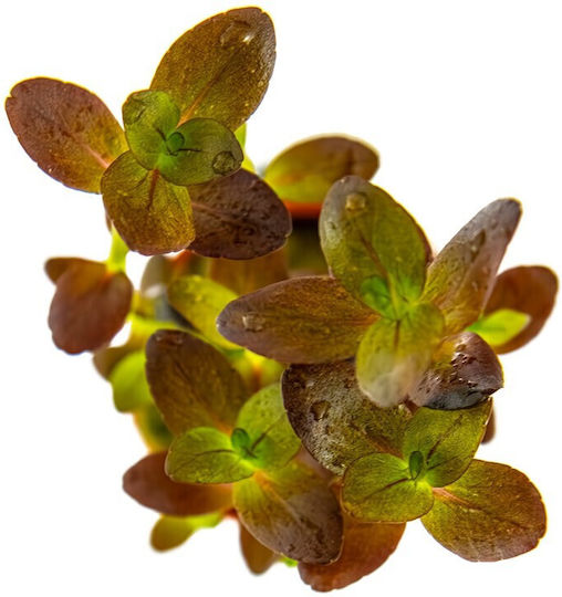 Tropica Живо Аквариумно Растение Bacopa