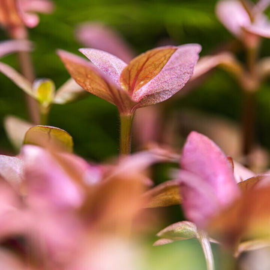 Tropica Живо Аквариумно Растение Bacopa