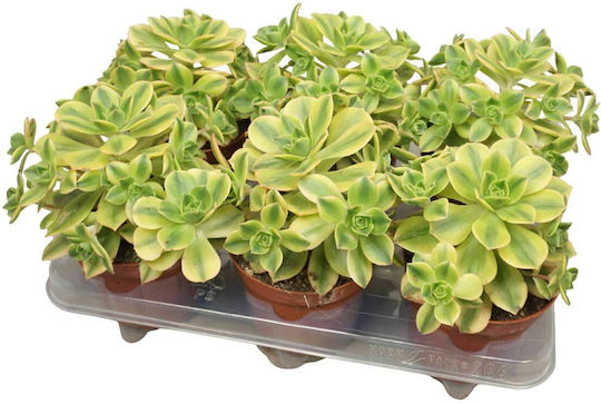Aeonium 'kiwi' 12cm