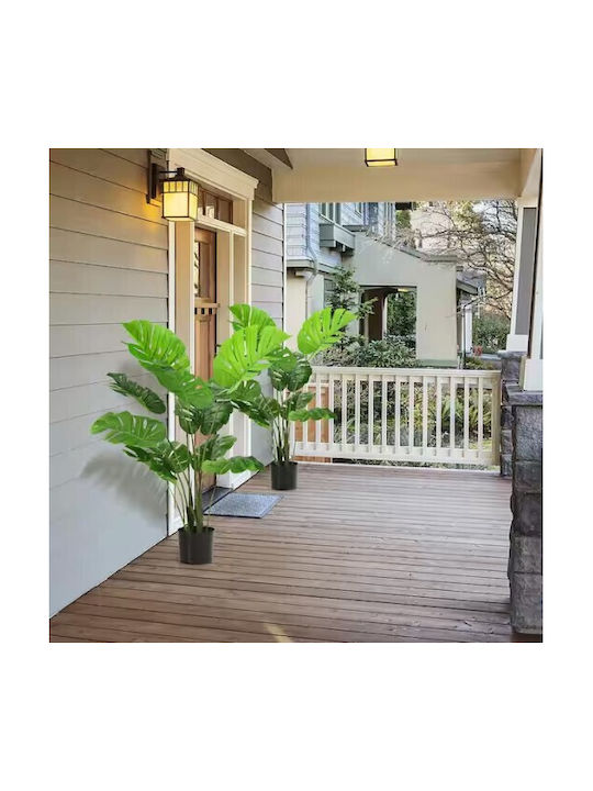 Μονστέρα σε Γλάστρα 70cm Gardin