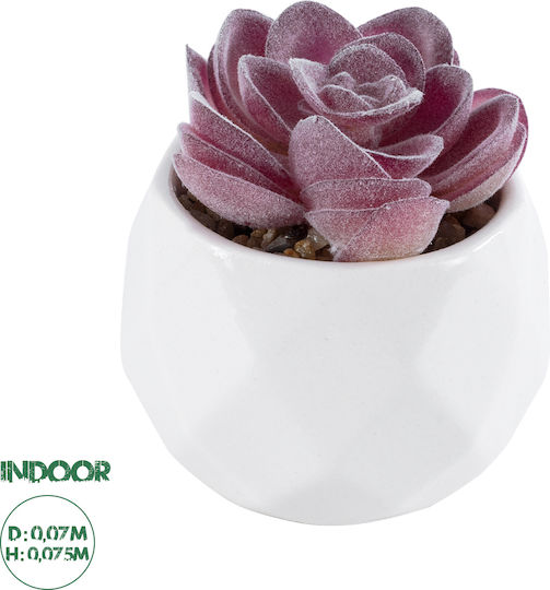 Παχύφυτο Εχεβέρια σε Γλαστράκι Μωβ 7.5cm GloboStar