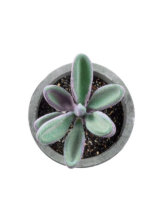 Artificial Plant in Small Pot Succulent Crassula Green 11cm GloboStar