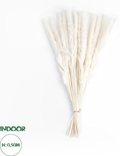 Dried Plant Pampas Grass Beige 50cm GloboStar