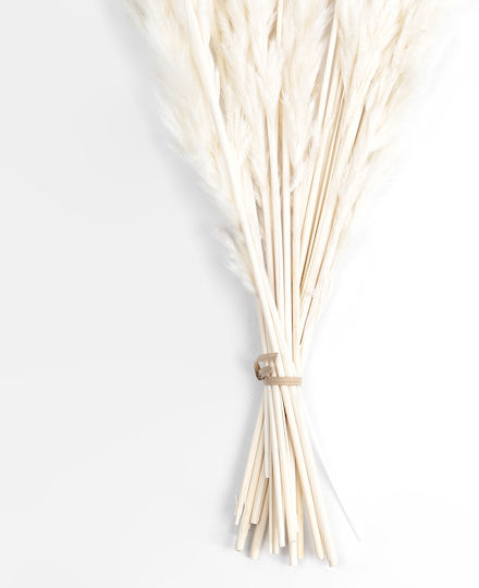 Dried Plant Pampas Grass Beige 50cm GloboStar