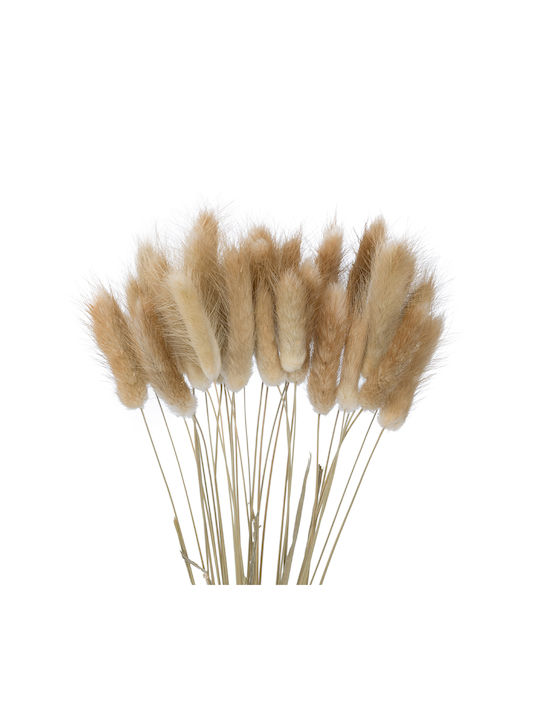 Dried Plant Beige 50cm GloboStar