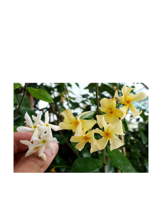 Trachelospermum 'star Toscane' 15cm