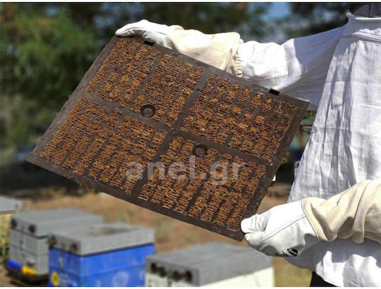 Anel Standard Αξεσουάρ Μελισσοκομίας AN58001A-1