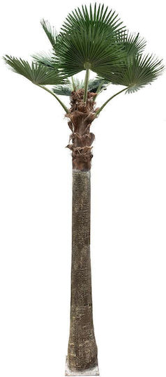 Globostar Artificial Garden Plant Palm Tree 21056 Decorative Palm Tree H240 X H500cm Globostar Artificial Garden Plant Palm Tree 21056 Decorative Palm Tree H240 X H500cm