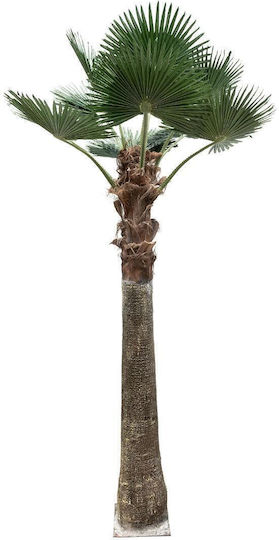 Globostar Artificial Garden Plant Palm Tree 21055 Decorative Palm Tree Φ240 X H400cm Globostar Artificial Garden Plant Palm Tree 21055 Decorative Palm Tree Φ240 X H400cm