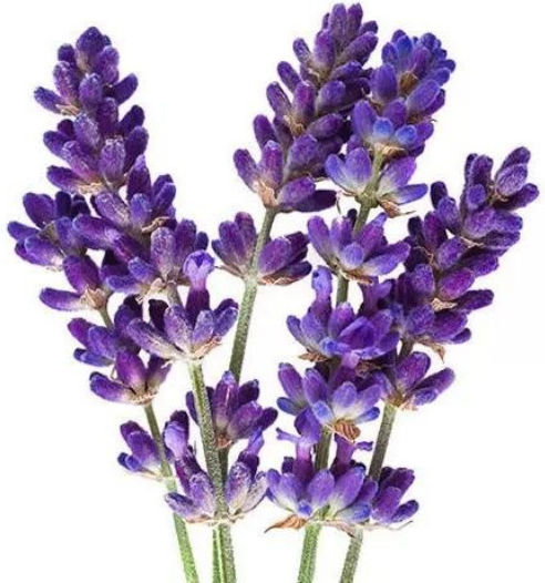 Faith in Nature Lavender & Geranium Loțiune hidratant pentru corp cu Aromă Levănțică 400ml