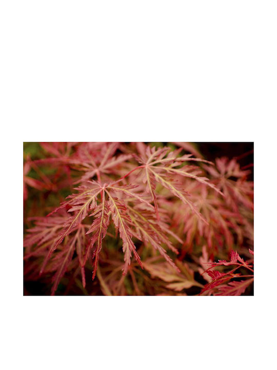 Acer 'orangeola' 19cm