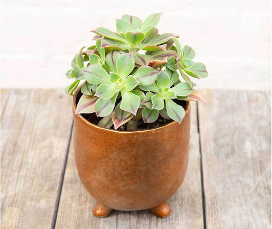 Aeonium 'red Stripe' 10.5cm