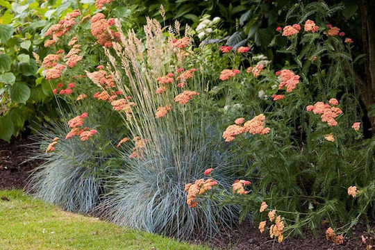 Festuca ´elijah Blue´ 17cm Festuca ´elijah Blue´ 17cm