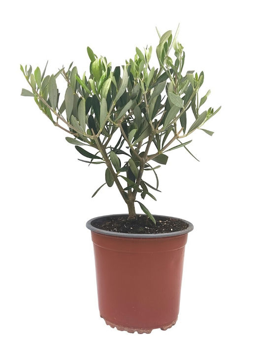 Bonsai Olive