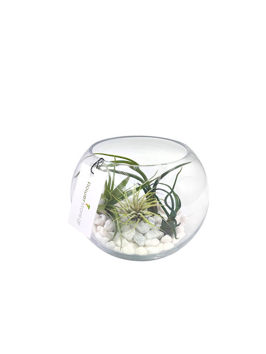Σύνθεση Αερόφυτα Γυάλα Terrarium