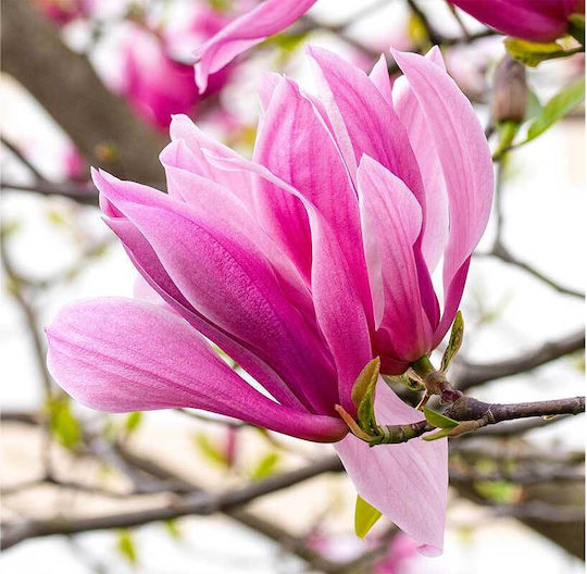 Magnolia 'galaxy' 23cm