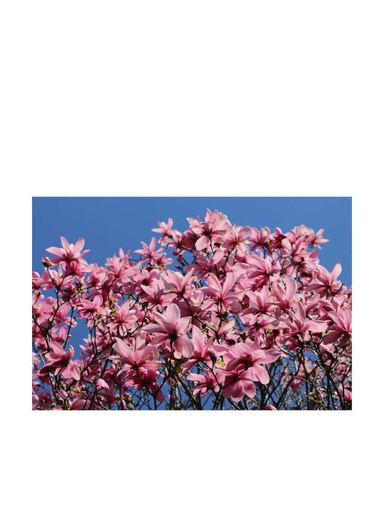Magnolia 'galaxy' 23cm