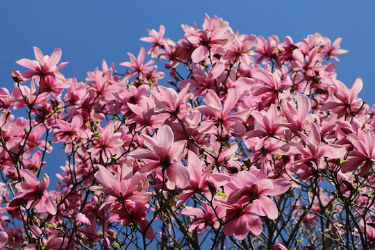 Magnolia 'galaxy' 23cm