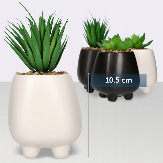 Succulent Plant in Pot White 10.5cm Kadax