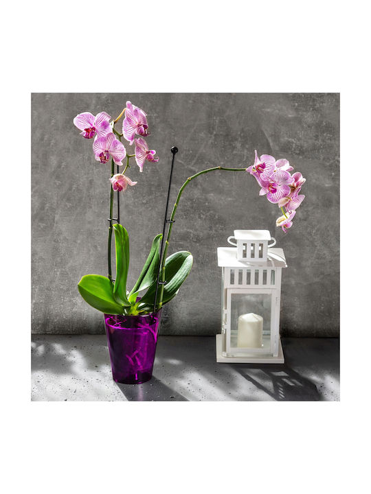 Kadax Orchid Pot Cover Plastic Flower Pot 12 Cm Purple