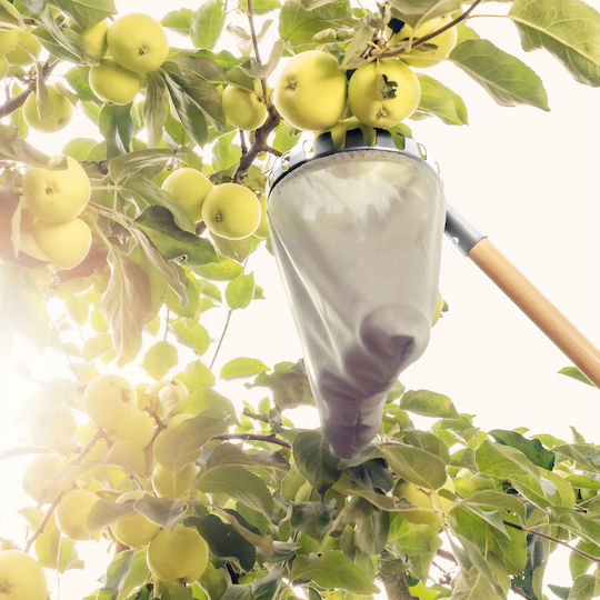 Kadax Kadax Frucht-Sammler