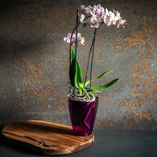 Kadax Orchideen-Übertopf Kunststoff Pflanze 9cm Lila