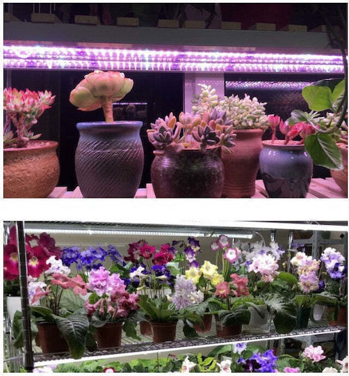 Lampa dublă pentru creșterea plantelor Flippy 50 cm Tehnologie LED T5 Nu afectează plantele Potrivită pentru întregul ciclu de creștere Multicolor