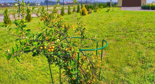 Kadax Plant Support Flowers Large Green Metal Clamp 3x90 + 3x115cm