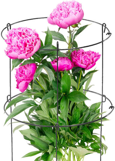 Kadax Plant Support Flowers Climbing Plants Roses 60cm