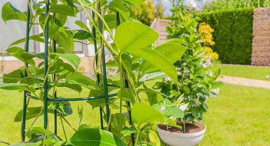 Con de Suport pentru Plante Kadax, Plante Cățărătoare, 120cm
