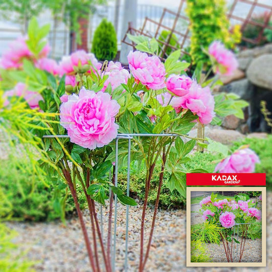 Kadax Plant Support Clamp Flower Support 75cm