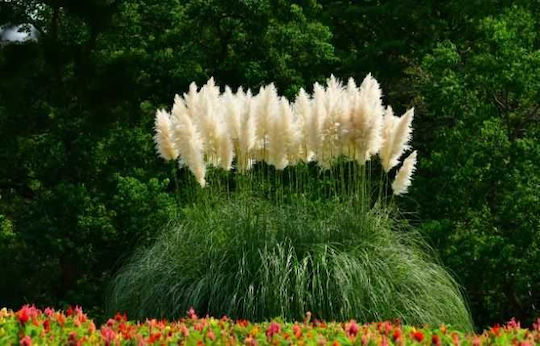 Iarbă Pampas Albă Cortaderia Selloana 0.5g Semințe