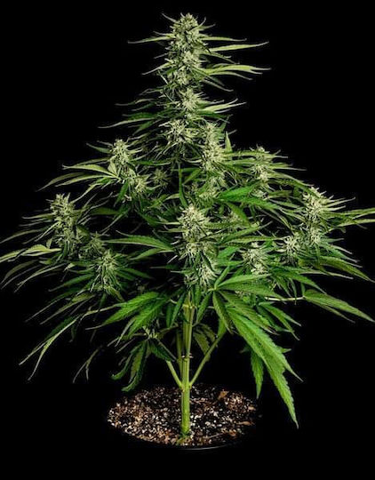 Rqs Hybrid Cannabis Seeds F1 Medusa F1 3 Seeds