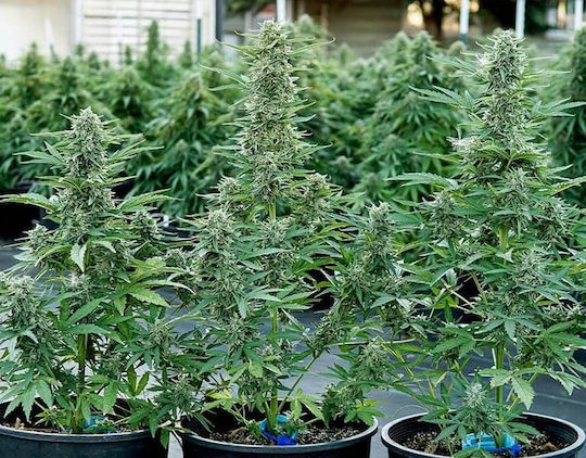 Rqs Hybrid Cannabis Seeds F1 Epsilon F1 3 Seeds