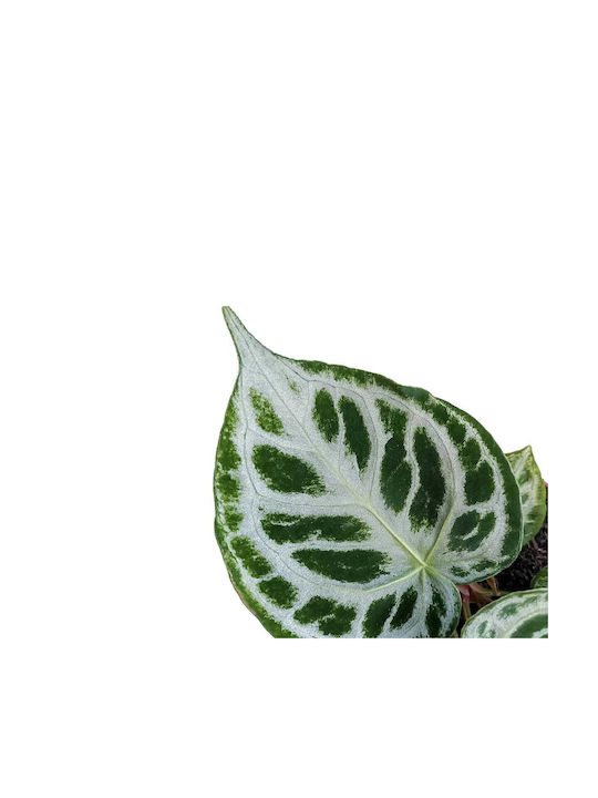 Anthurium 'Silver Blush' 12cm