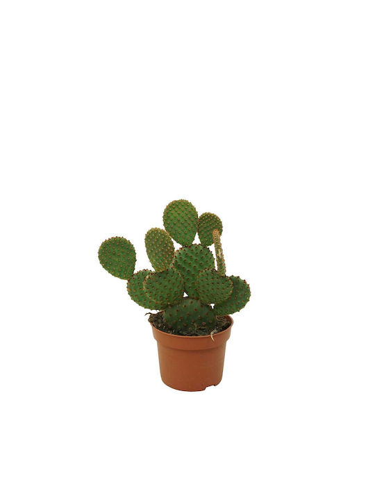 Opuntia 'rufida' 10.5cm Opuntia 'rufida' 10.5cm