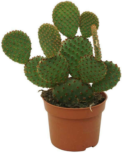 Opuntia 'rufida' 10,5 cm